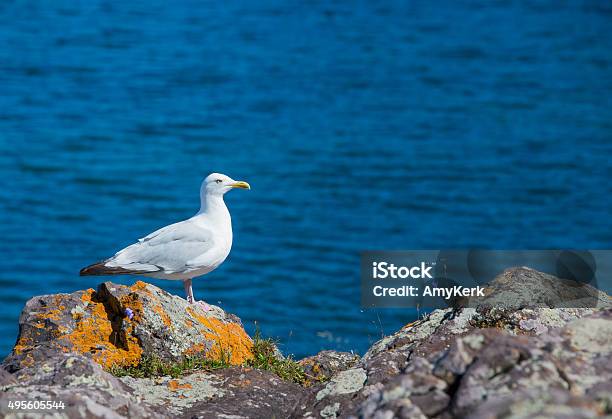 Seagull Resting By The Water Looks Off Into The Distance Stock Photo - Download Image Now