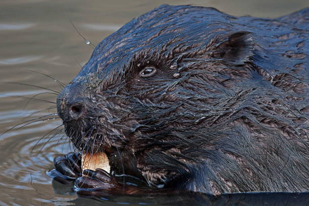 istock Close-up of eating beaver 495605928