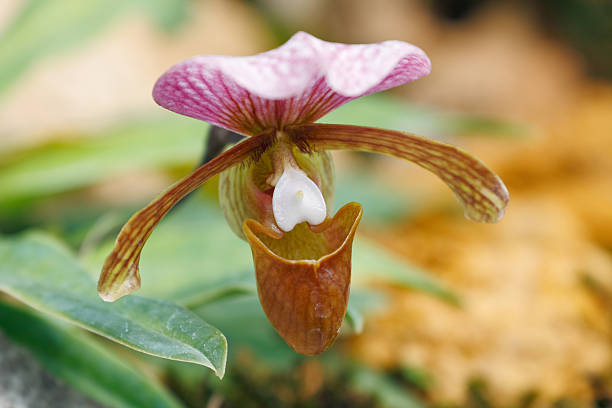 istock Paphiopedilum charlesworthii 495606069