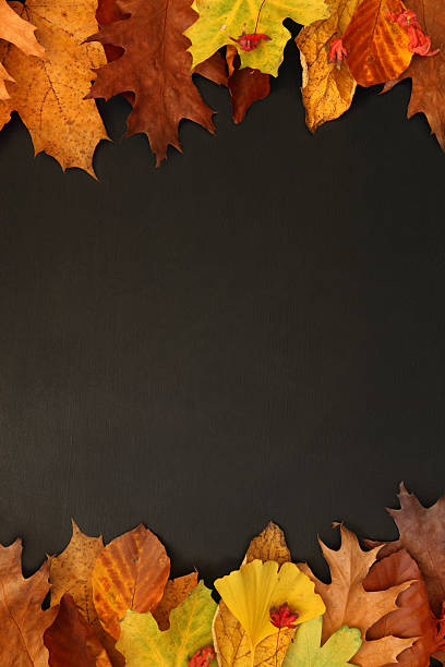 istock Fall background, dry leaves on dark blackboard, copy space, vertical 495606928