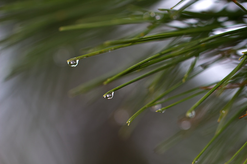 On the branch of pine needles hanging dewdrops