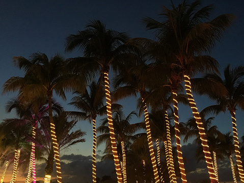 Lights wrapped on palm trees at dusk, Weston, Florida