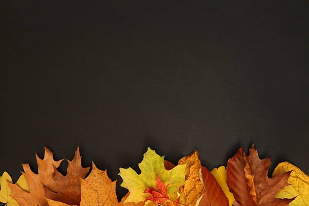 istock Autumn background, dry leaves on dark blackboard, copy space 495607172