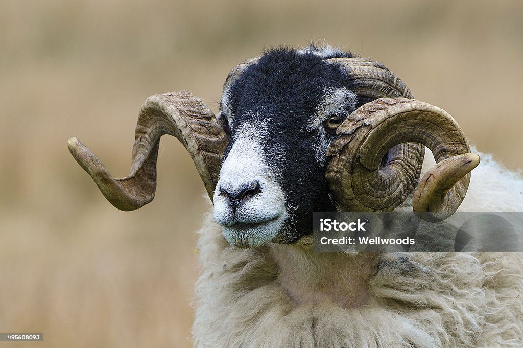 Curly Horn Swaledale Ram Stock Photo - Download Image Now - Swaledale, Ram  - Animal, Sheep - iStock