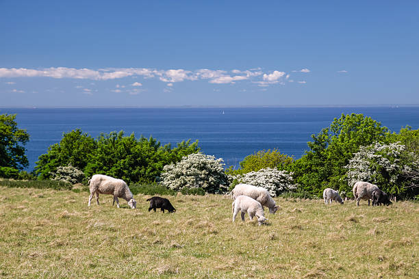 troupeau de moutons bord de la mer près de bornholm - hammershus photos et images de collection