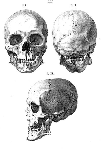 ilustraciones, imágenes clip art, dibujos animados e iconos de stock de cráneo humano/antigüedades ilustración médica (aislado en blanco) - engraved image fotos