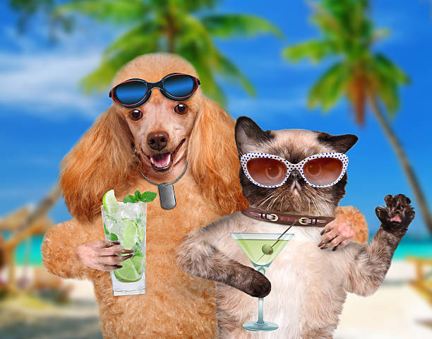 istock Dog with a cat on vacation 495608849