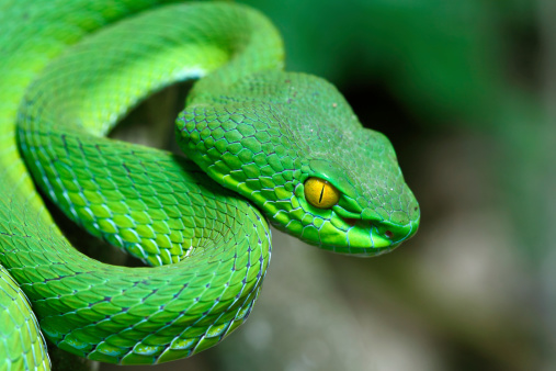 Close up Large-eyed Green Pitviper (Trimeresurus macrops) species endemic to Southeast Asia