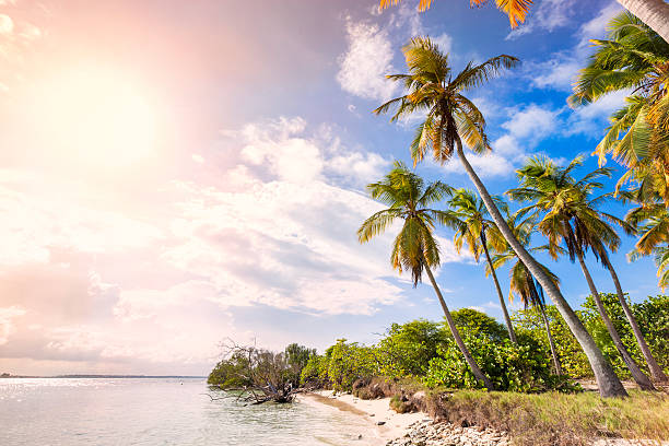 istock Tropical white sand beach in Caribbean island with coconut trees 495609363