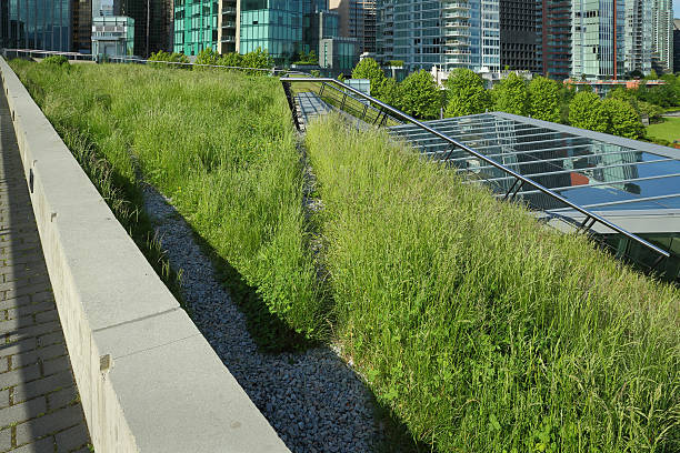 Grass Growing on a Green Roof A portion of the new Vancouver Convention Center environmentally friendly, lush, 6 acre green roof. vancouver canada photos stock pictures, royalty-free photos & images