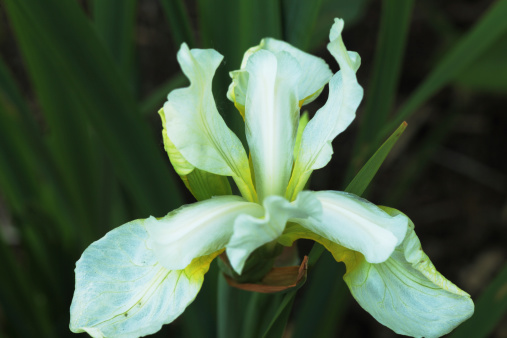 Close up image of a white iris sibirica flower