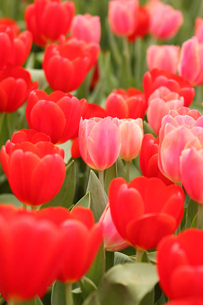 Red Tulip Garden stock photo