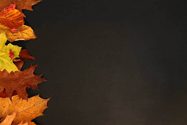istock Autumn background, dry leaves on dark blackboard, copy space 495610114