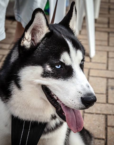 istock Black and White Siberian Husky Dog with Blue Eyes 495610167