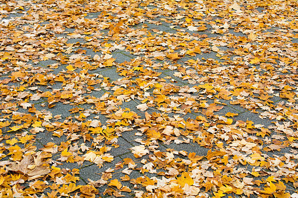 istock autumn leaves on a sidewalk 495611466
