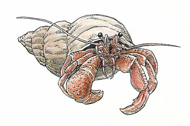 Hermit Crab Pen and ink drawing of a Hermit Crab by Craig Gosling in 1995 in his Indianapolis, Indiana home studio.  hermit crab stock illustrations