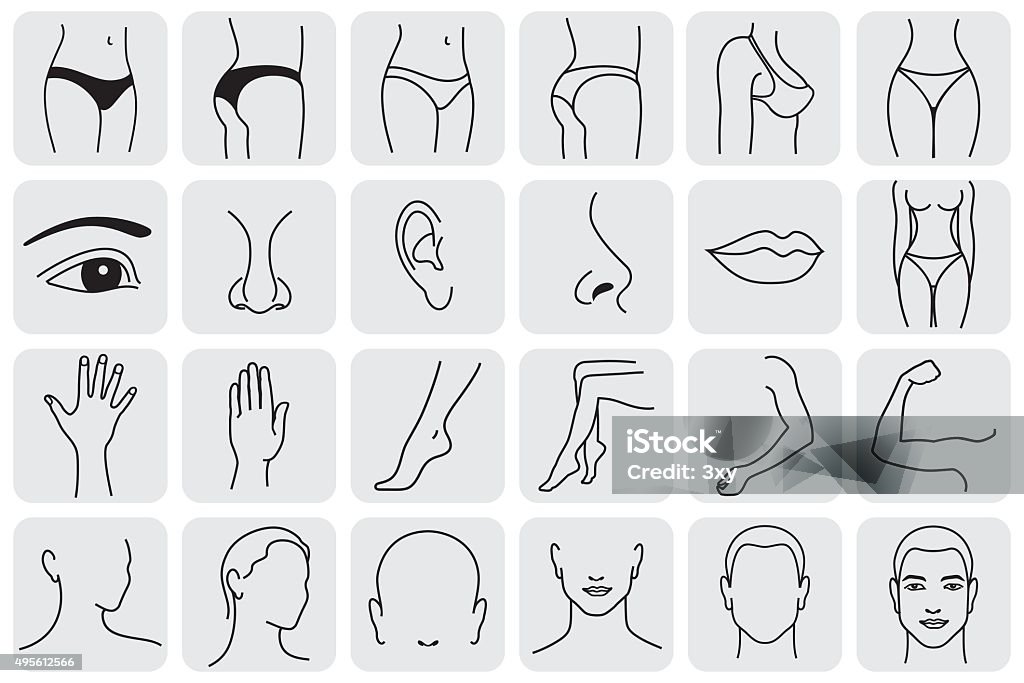 Body Parts human body parts, medical vector icons. Body sculpting system   Profile View stock vector