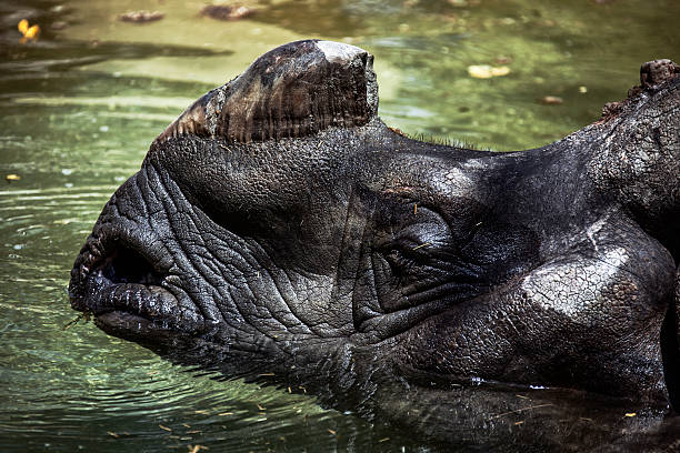 istock rhino or Rhinoceros 495612654
