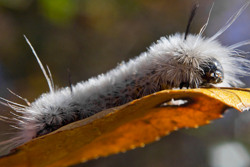 Poisonous white Hickory Tussock Moth Caterpillar on orange fall leaf