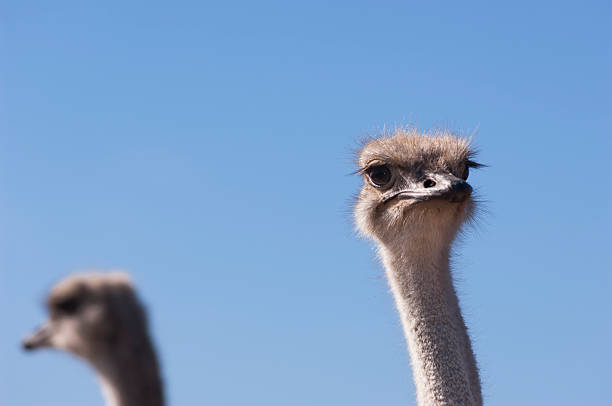 istock Close-up of Ostrich Looking at Camera 495614684