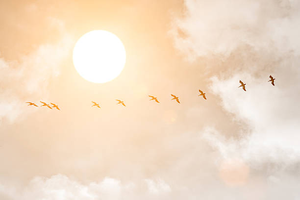 istock Silhouettes of Great White Pelicans at sunset 495615316