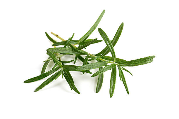istock twig of rosemary isolated on white 495616148