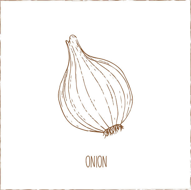 istock Onion. Vegetables collection. Healthy vegetarian food. 495616546