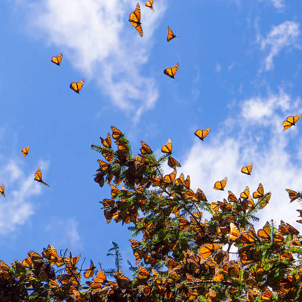 istock Monarch Butterflies on tree branch in blue sky background 495616570