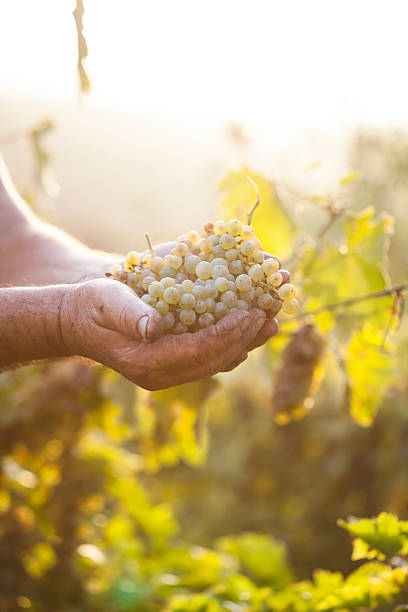 istock Farmers hands holding harvested grapes 495617534