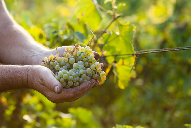 istock Farmers hands holding harvested grapes 495617578