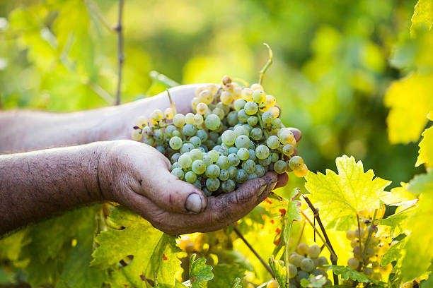 istock Farmers hands holding harvested grapes 495617636