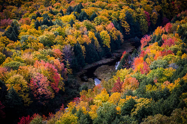 istock Eye of The Forest 495617940