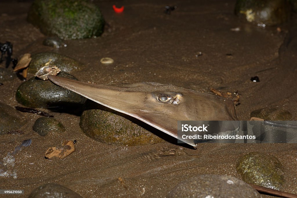 Shovelnose head Common shovelnose ray (Rhinobatus typus) head laying in Medewi beach, Bali, Indonesia. Just one of many, showing this vulnerable specie is being overfished for fins, regardless of size. 2015 Stock Photo