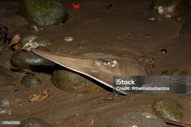 Shovelnose Head Stock Photo - Download Image Now - 2015, Animal Body Part, Animal Head