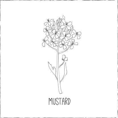 Mustard flower. Kitchen hand-drawn herbs and spices .Health and Nature Collection. Labels for Essential Oils and Natural Supplements.