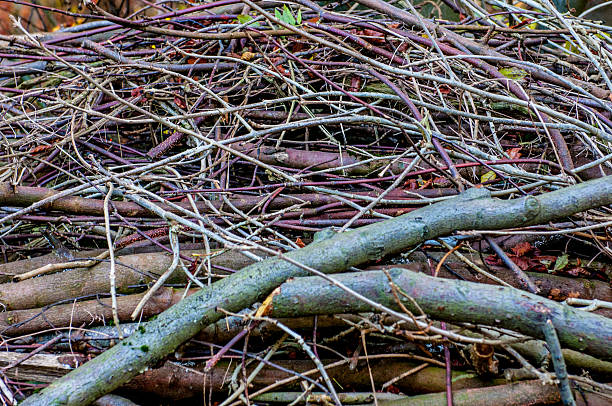 istock Trees and Woodland Colours 495622288