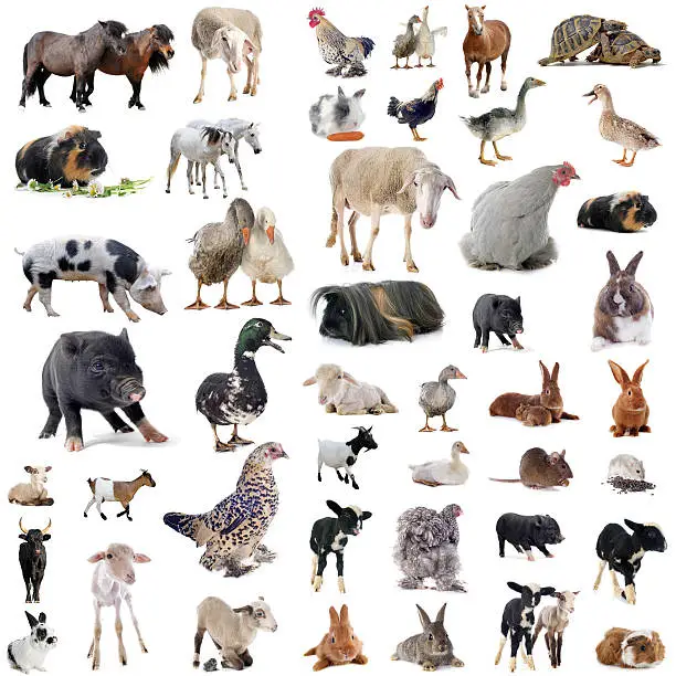 Photo of farm animals