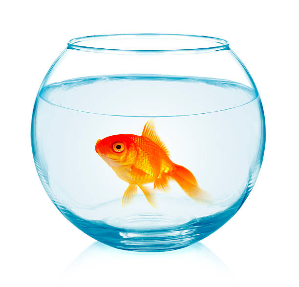 istock Goldfish in aquarium 495622462