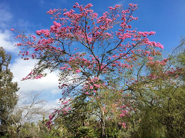 Cherry Blossom Tree stock photo
