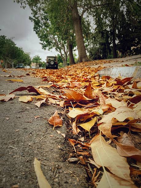 Fallen Leaves stock photo