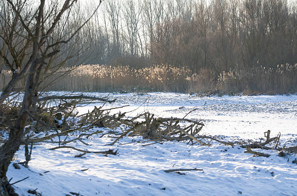 istock Snowy Winter Danube Backwater Landscape 495622516