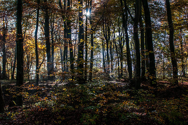 istock Trees and Woodland Colours 495622944