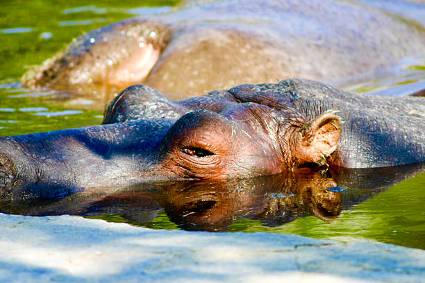 hipopótamo curiosidad - hippopotamus amphibian sleeping hippo sleeping fotografías e imágenes de stock