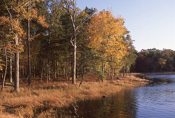 autunno wetlands patuxent national wildlife refuge laurel maryland ricerca - laurel foto e immagini stock
