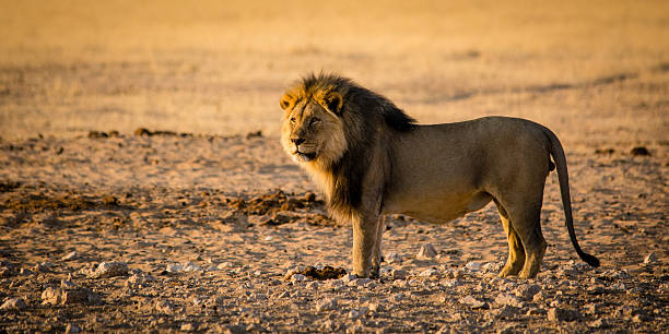 istock Male lion whatching 495623668