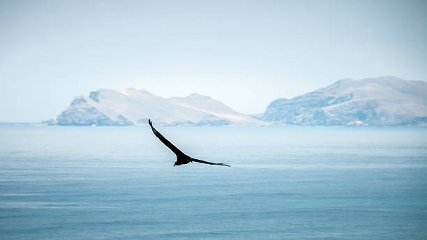 istock Black Vulture Circling Above 495623810