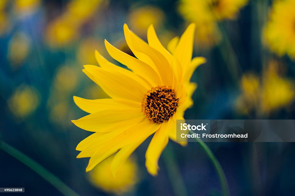 single yellow flower Single yellow flower 2015 Stock Photo