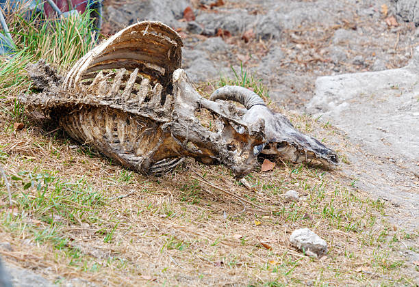 Water Bull Skeleton after Dining of Komodo Dragon, Indonesia