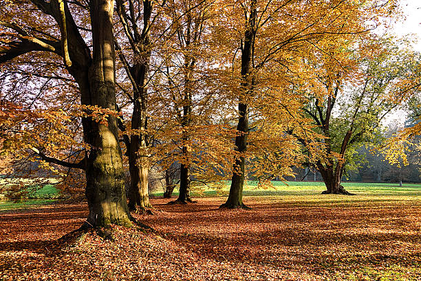 istock The forest in the morning 495624684