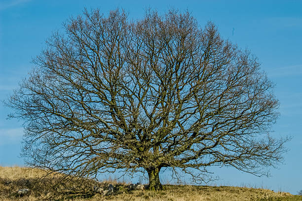 istock Trees and Woodland Colours 495625188